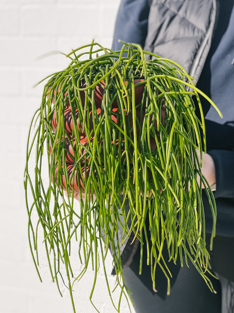 Plant: Trailing Rhipsalis & Pot