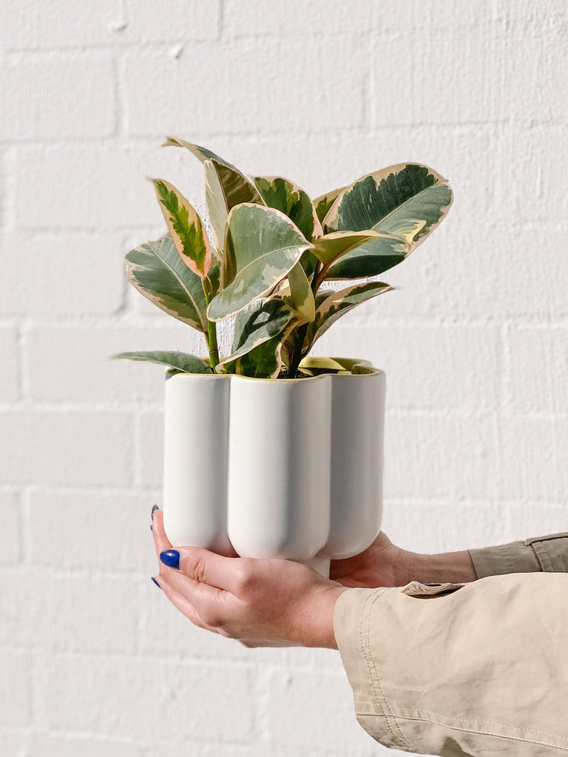 Plant: Tineke Rubber Plant & Pot