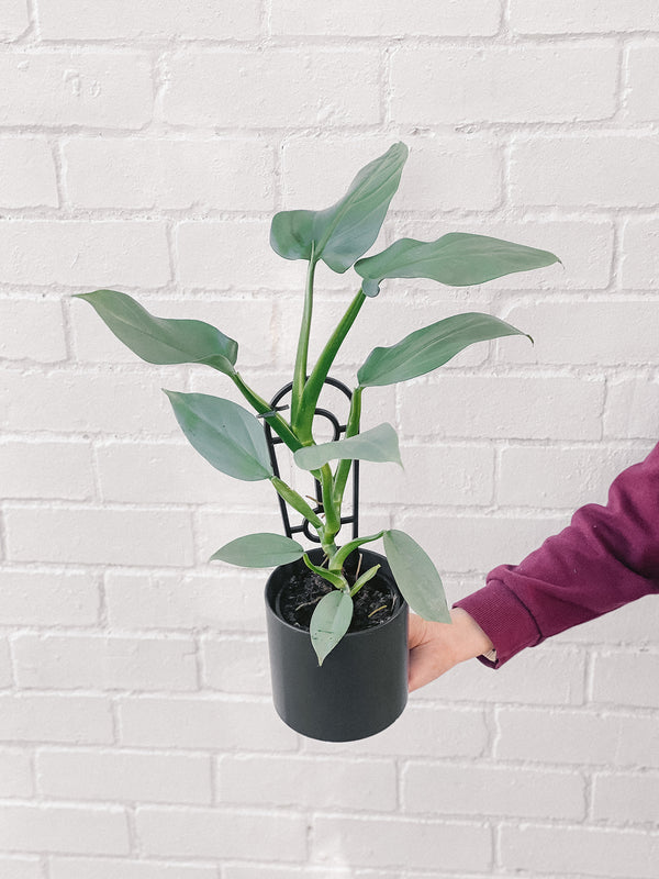 Plant: Philodendron Silver Sword 120mm & Pot