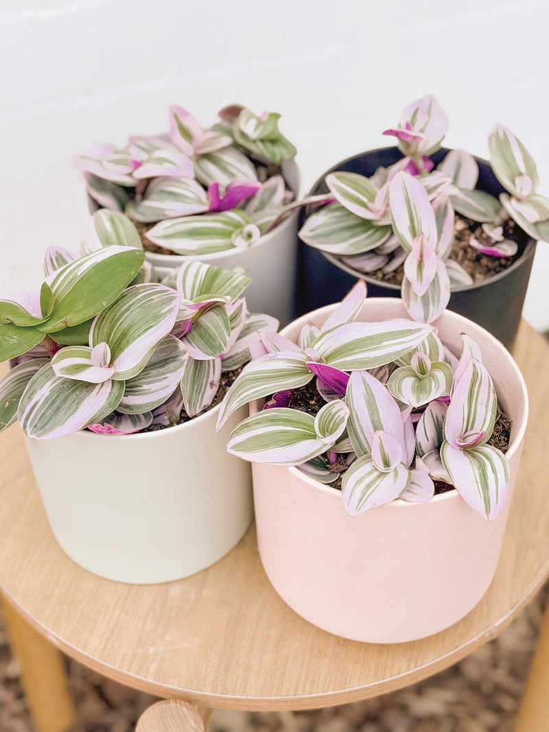 Plant: Tradescantia Nanouk & Pot