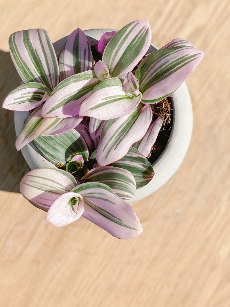 Plant: Tradescantia Nanouk & Pot