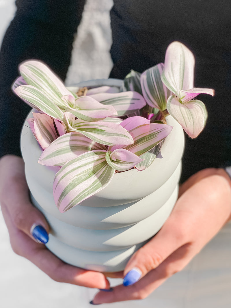 Plant: Tradescantia Nanouk & Pot