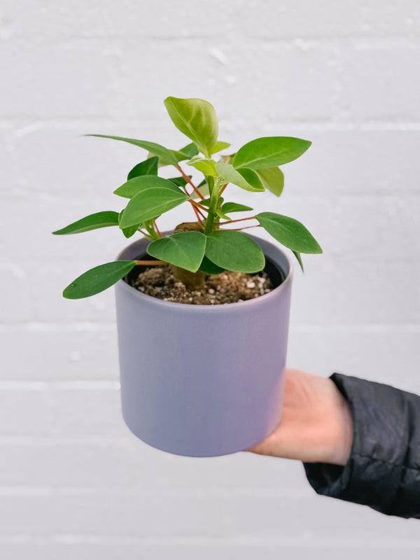 Plant: Velvet Peperomia & Pot