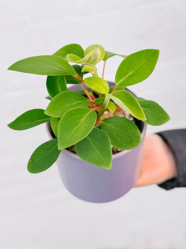 Plant: Velvet Peperomia & Pot