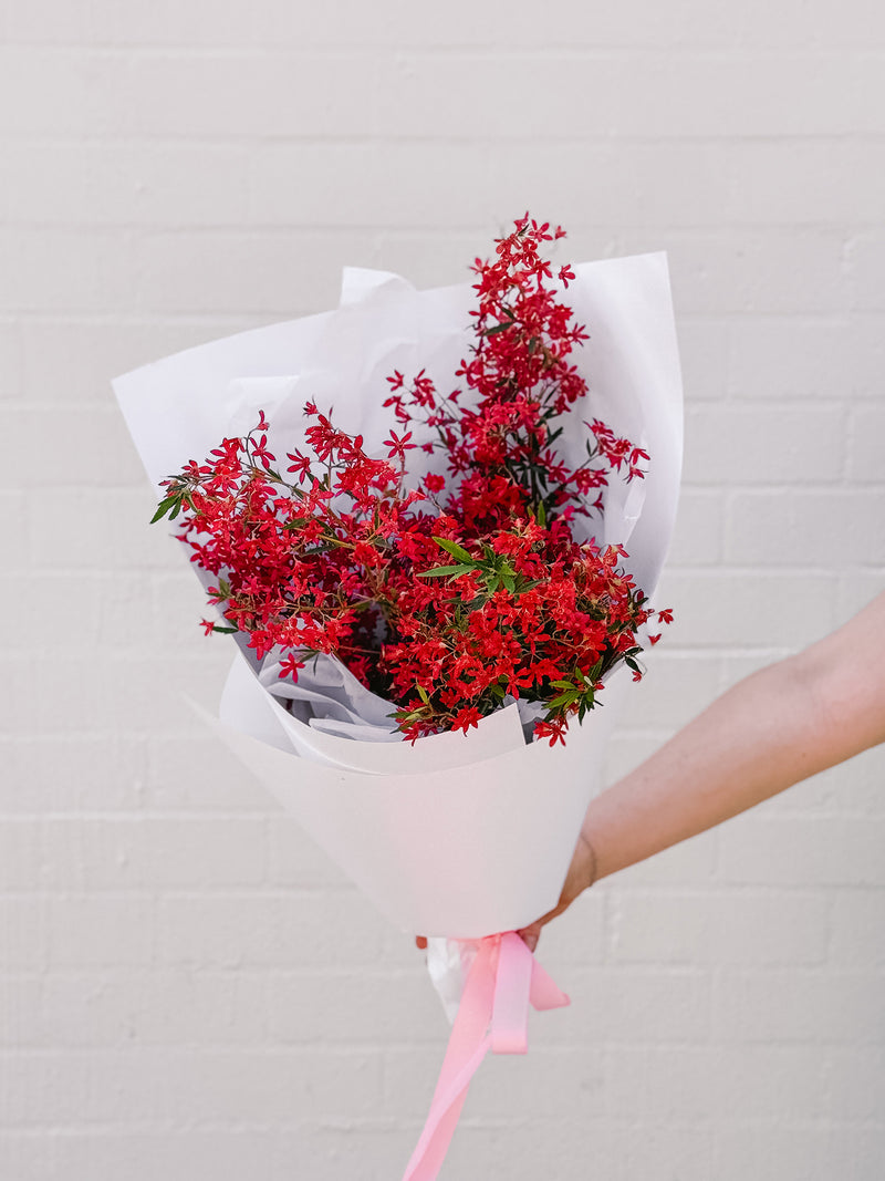 Market Blooms: Christmas Bush