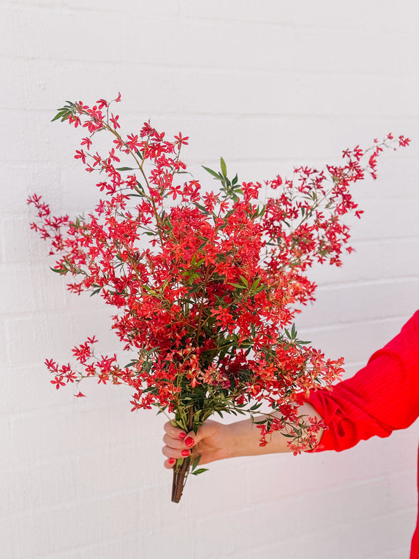 Market Blooms: Christmas Bush