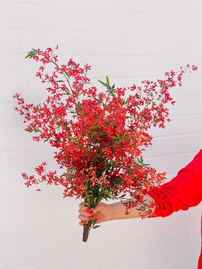 Market Blooms: Christmas Bush