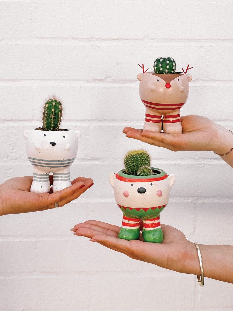 Plant: Kris Kringle Buddies