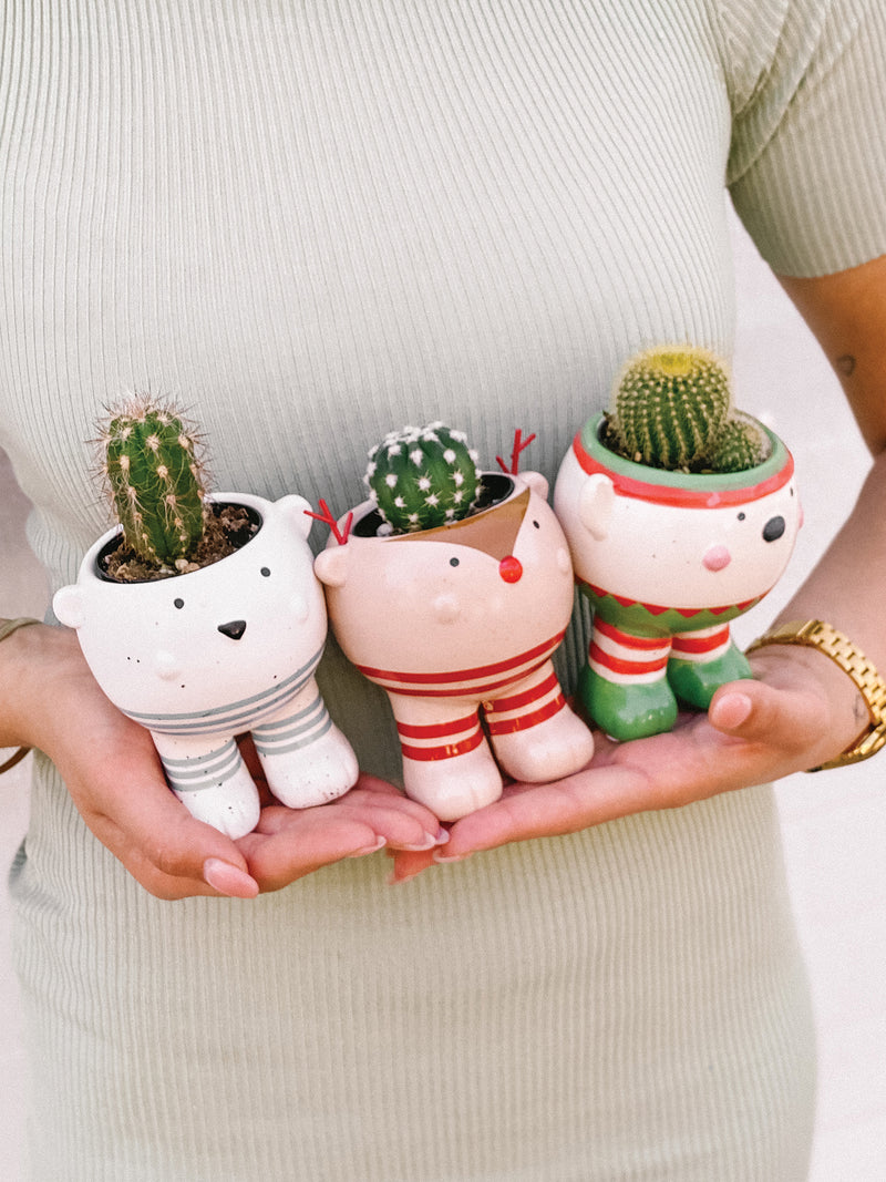 Plant: Kris Kringle Buddies