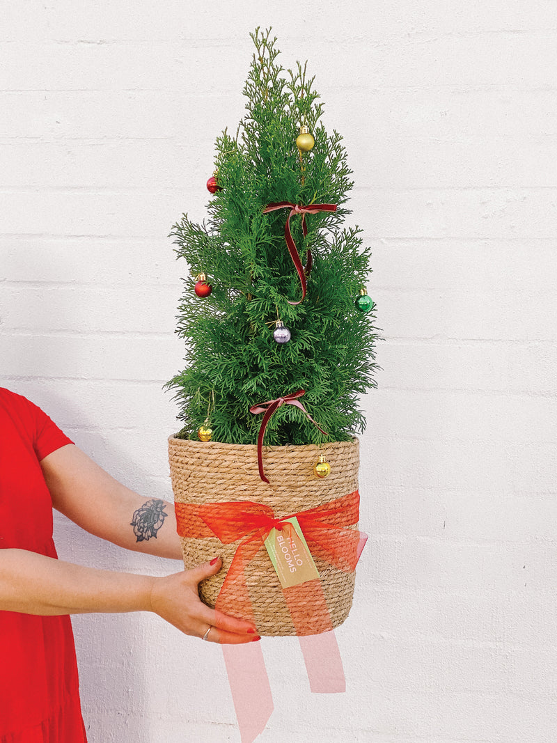 Plant: Potted Christmas Tree