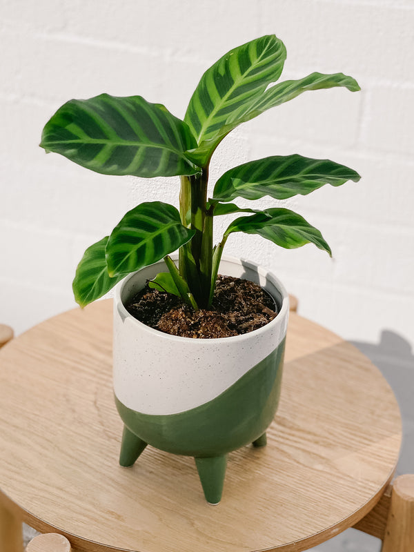 Plant: Zebra Plant & Pot