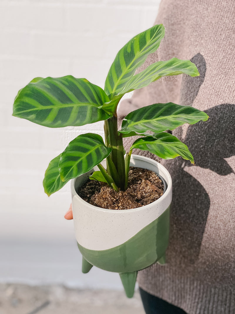 Plant: Zebra Plant & Pot