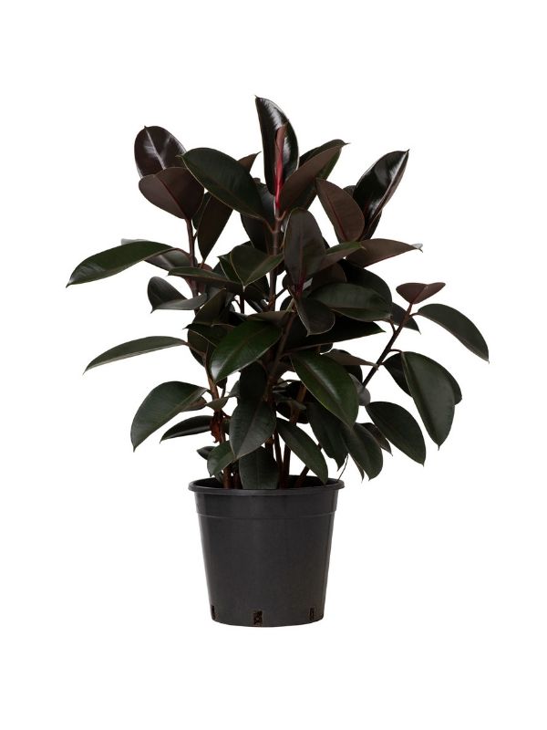 Plant: Rubber Plant 240mm & Grey Pot