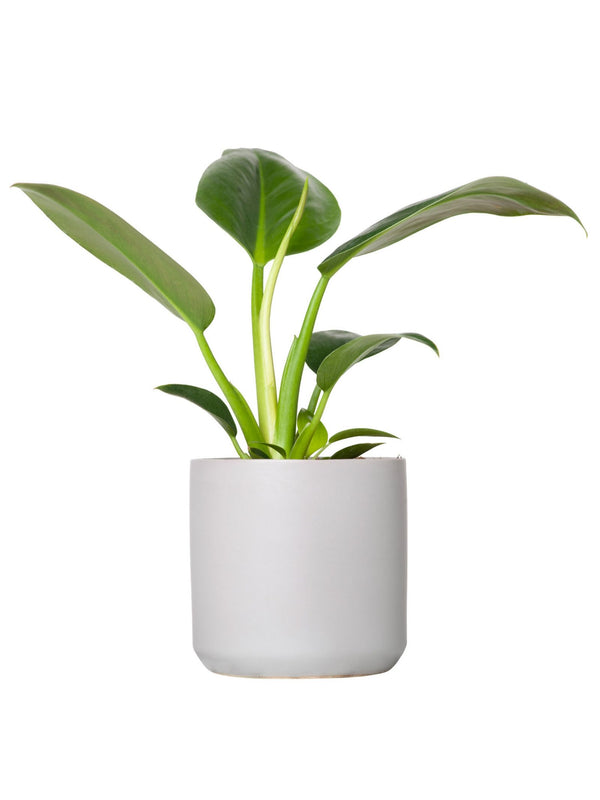 Plant: Philodendron Congo 120mm & Pot