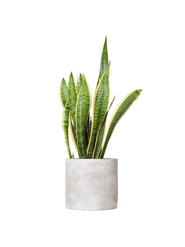 Plant: Snake Plant 190mm & Pot