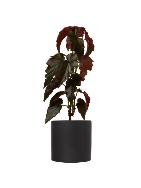 Plant: Begonia 170mm