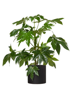 Plant: Japanese Aralia 200mm