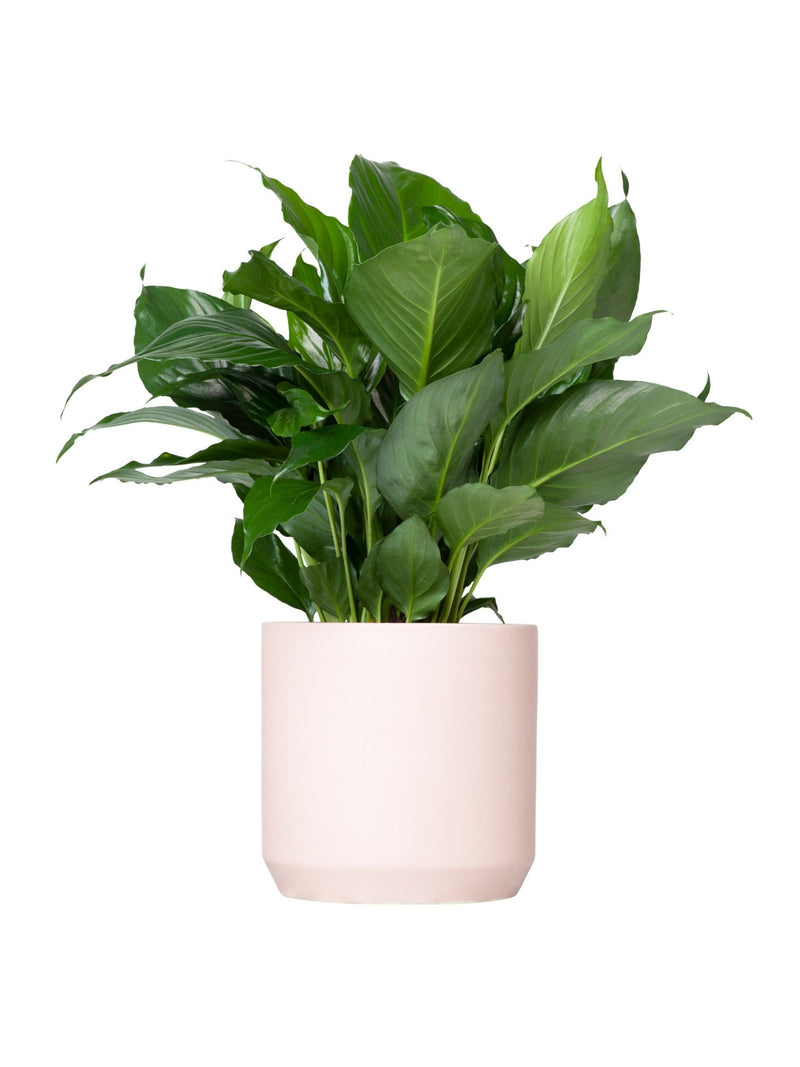 Plant: Peace Lily 190mm