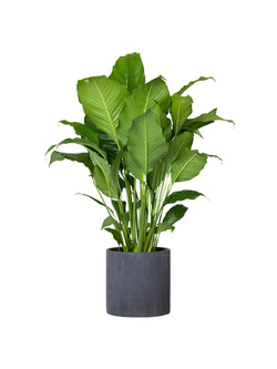 Plant: Peace Lily 250mm & Pot