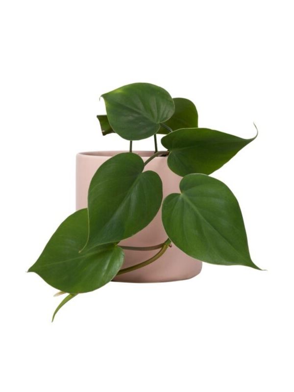 Plant: Heart-Shaped Philodendron 120mm & Pot