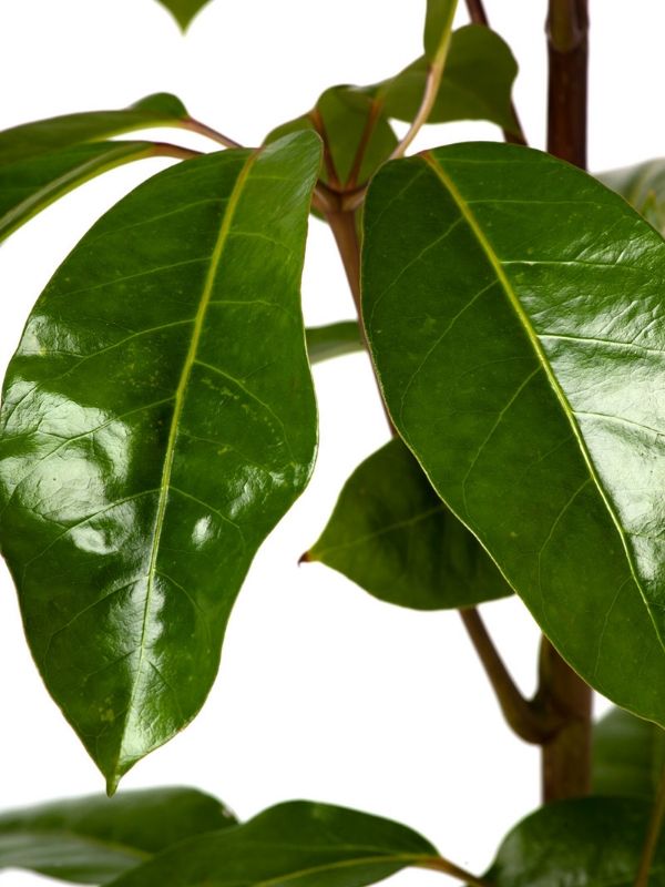 Plant: Umbrella Plant 190mm