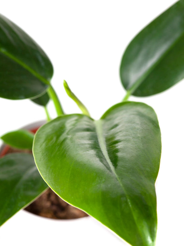 Plant: Philodendron Congo 120mm & Pot