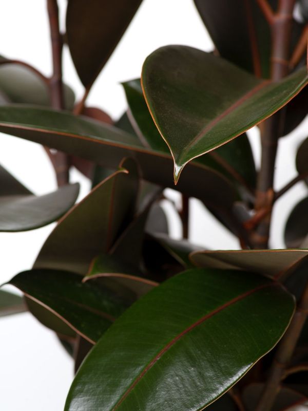 Plant: Rubber Plant 240mm & Grey Pot