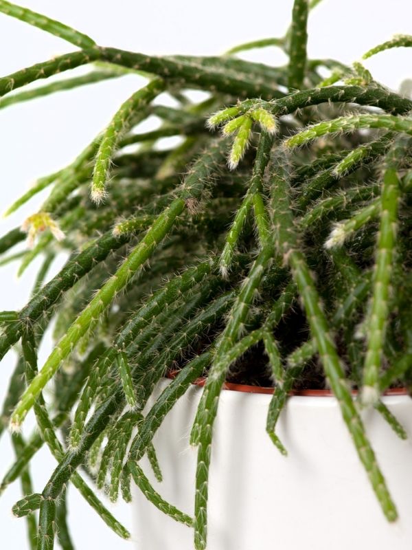 Plant: Shaggy Rhipsalis 120mm & Pot