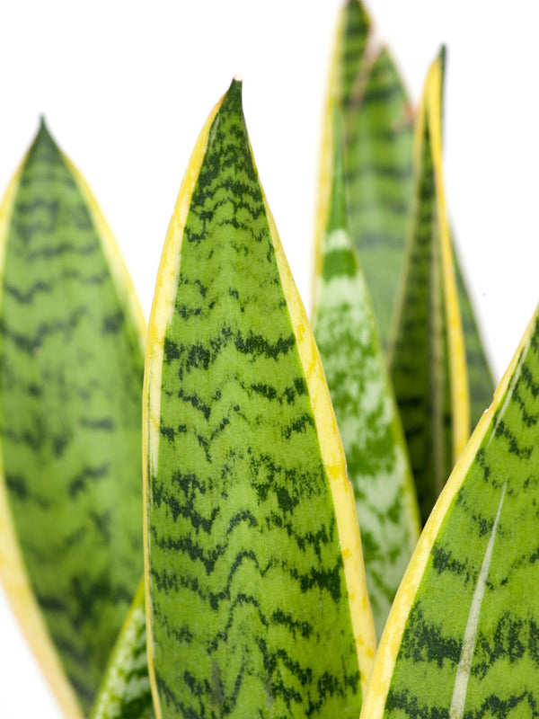 Plant: Snake Plant 190mm & Pot