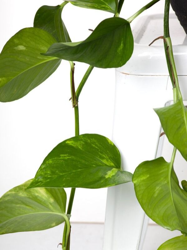 Plant: Devil's Ivy 200m Hanging