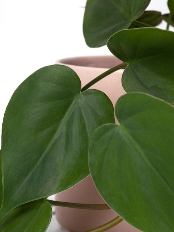 Plant: Heart-Shaped Philodendron 120mm & Pot