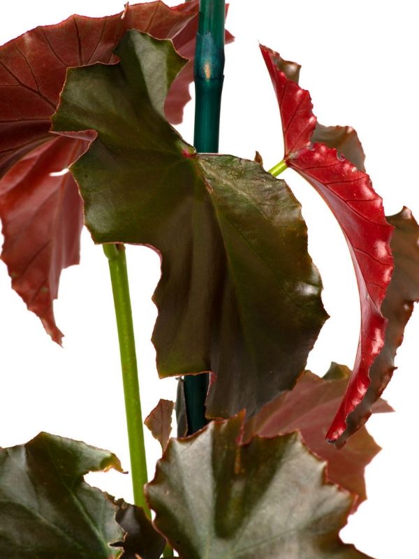 Plant: Begonia 170mm