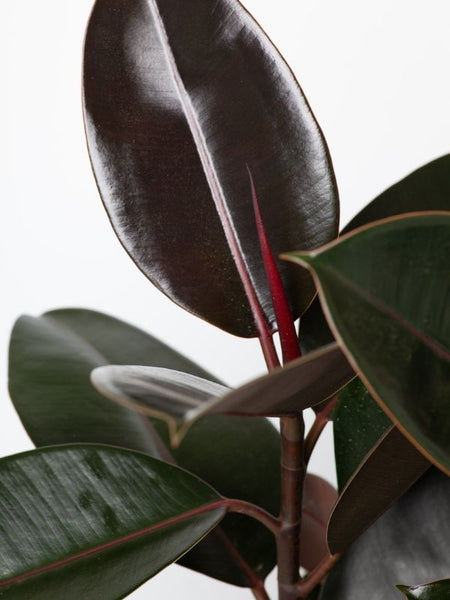 Ficus Elastica (250mm) | Plants Delivered | Hello Blooms Melbourne