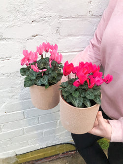 Cyclamen 120mm & Pot