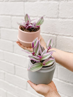 Plant: Tradescantia Nanouk 95mm & Pot