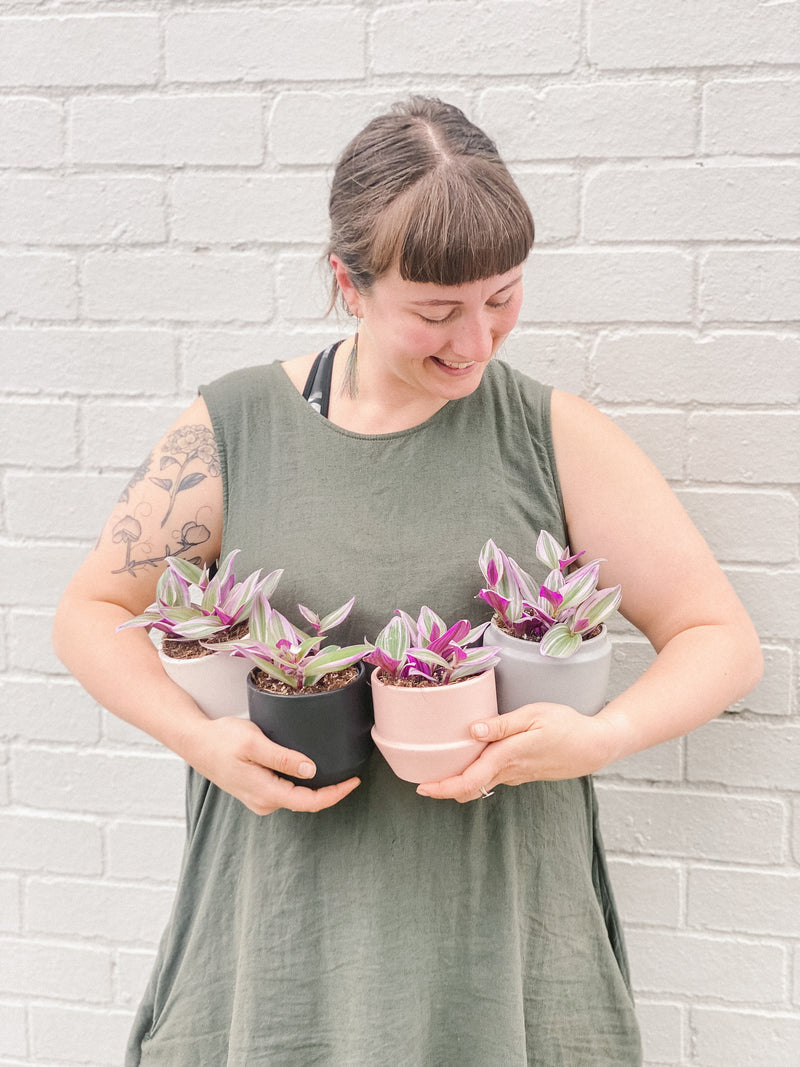 Plant: Tradescantia Nanouk 95mm & Pot