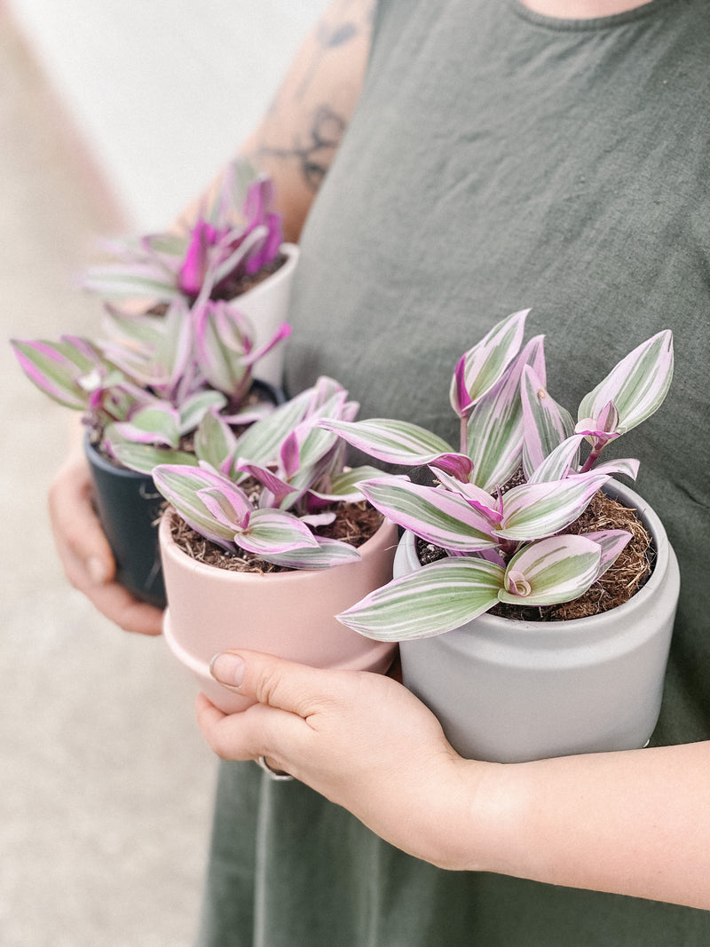 Plant: Tradescantia Nanouk 95mm & Pot