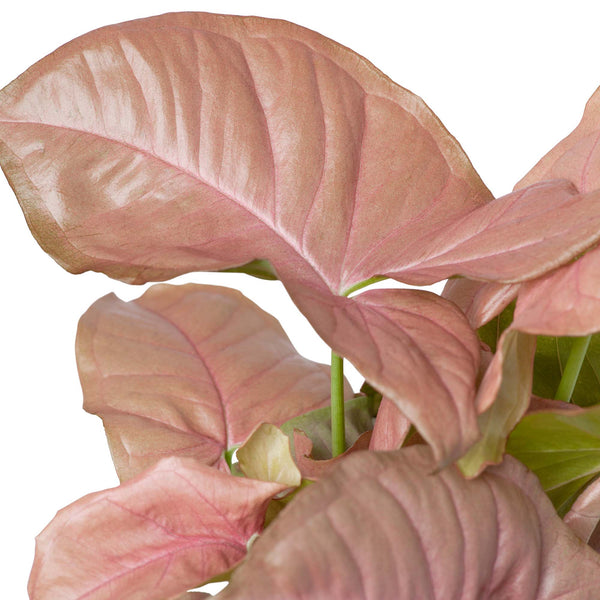 Plant: Pink Syngonium 120mm & Pot