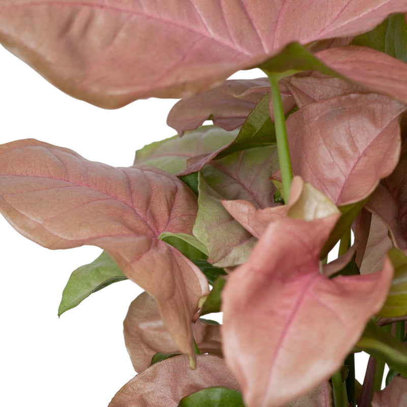 Plant: Pink Syngonium 120mm & Pot