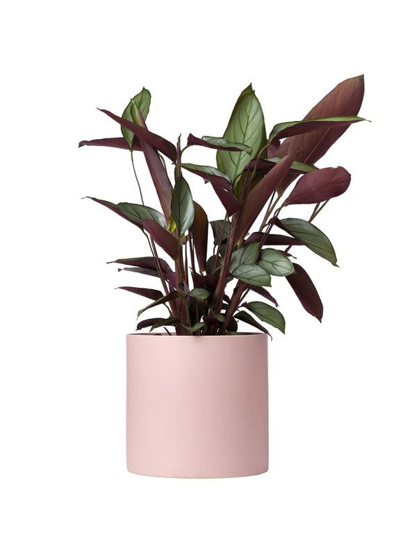 Prayer Plant (Ctenanthe) 190mm & Pot