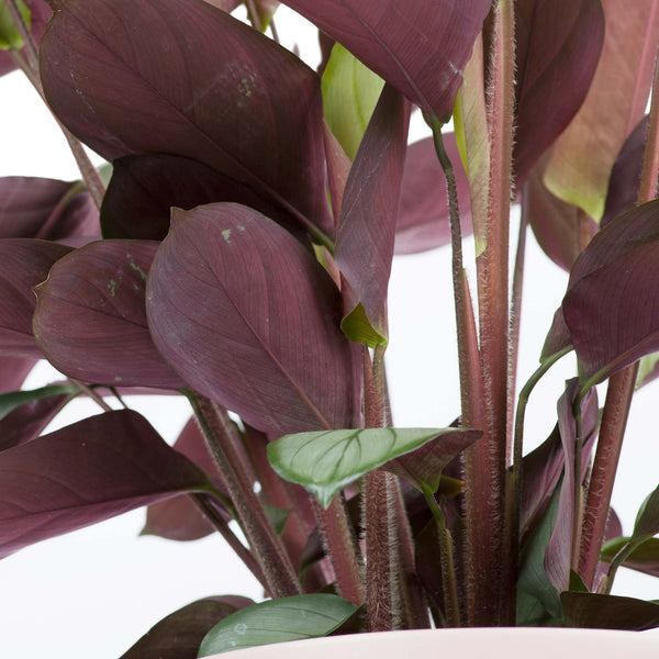 Prayer Plant (Ctenanthe) 190mm & Pot