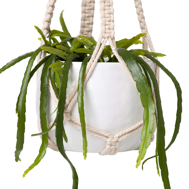 Rhipsalis Plant 150mm & Hanging Pot