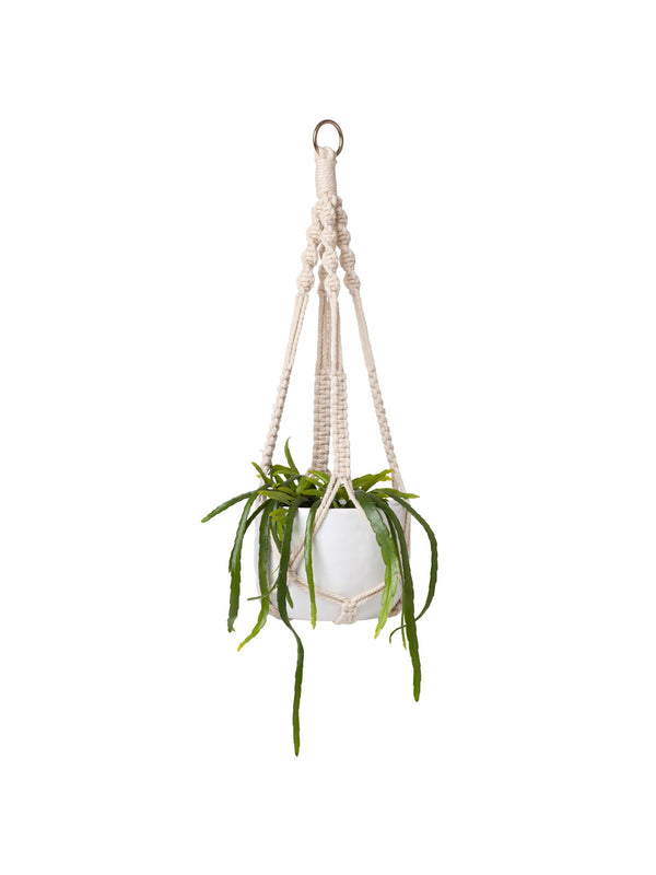 Rhipsalis Plant 150mm & Hanging Pot