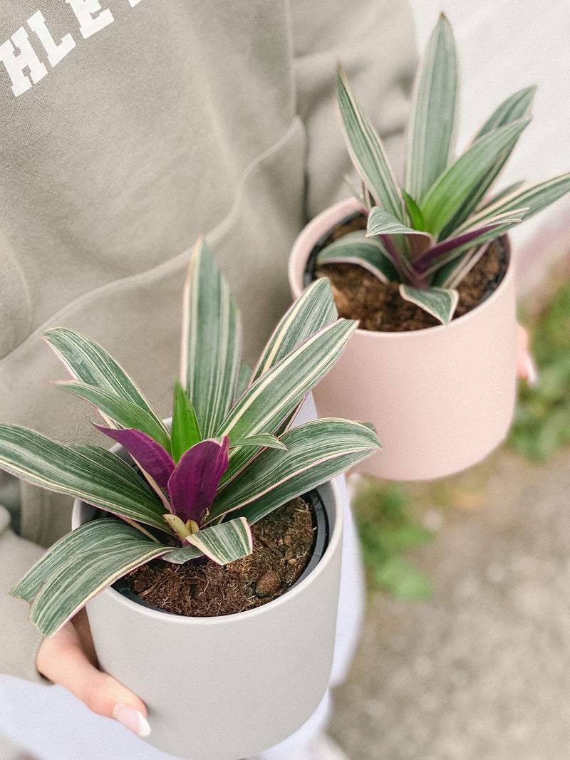 Plant: Rhoeo Spathacea 120mm & Pot