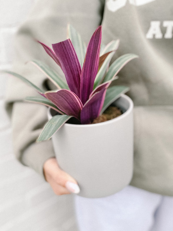 Plant: Rhoeo Spathacea 120mm & Pot