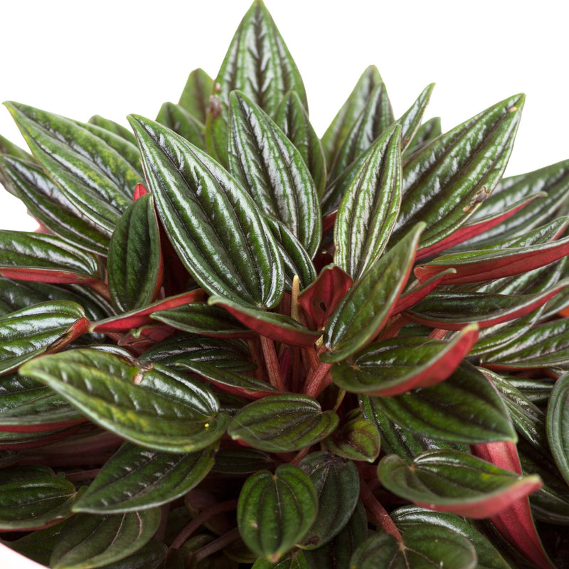 Peperomia Rosso 170mm & Pot