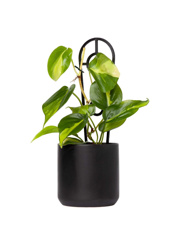 Plant: Philodendron Brasil Ladder 120mm & Pot