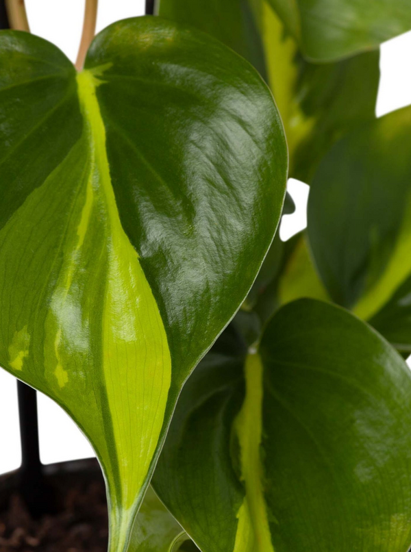 Plant: Philodendron Brasil Ladder 120mm & Pot