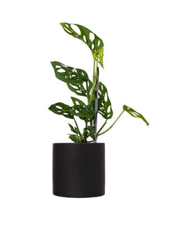 Plant: Swiss Cheese Plant 120mm & Pot