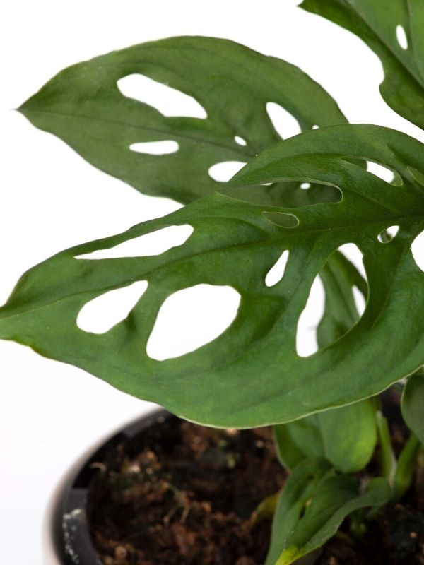 Plant: Swiss Cheese Plant 120mm & Pot